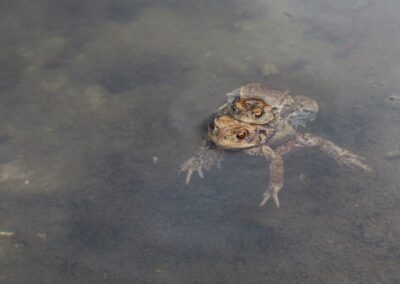 Ropucha obecná