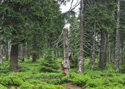 Původní horská smrčina Krkonoše