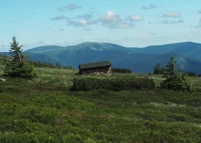 Vlajkové smrky v okolí Kamenné studánky