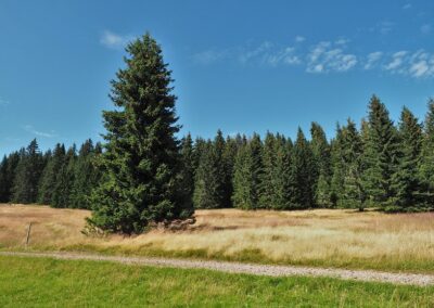 Solitérní smrk ztepilý