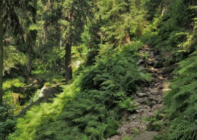 Papratková smrčina, Těsný důl, 950 m n. m.