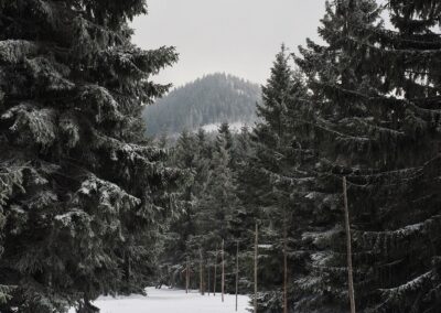 Tvar větví smrku, Krkonoše