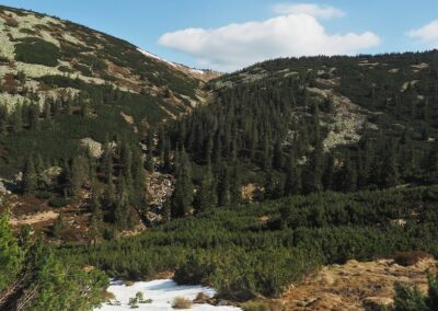 Horský ekotyp smrku, Krkonoše