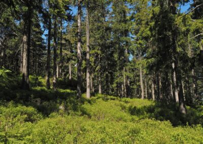 Horská smrčina, Krkonoše