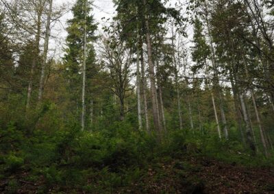 Smrková bučina, Krkonoše